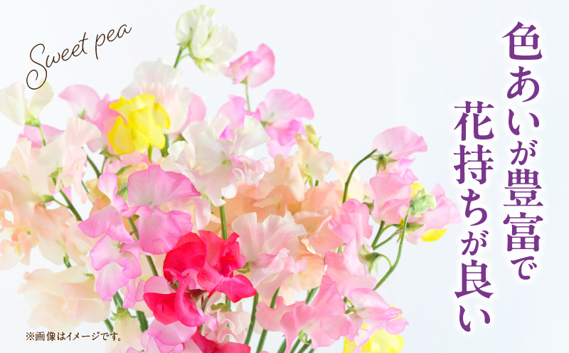 スイートピー（2月限定）| 卒業式 卒業祝い 入学式 入学祝い  成人式 成人祝 スイートピー 花  生花 花束 プレゼント 贈り物 贈答 ギフト お返し お祝い 内祝い 記念日 誕生日  結婚記念 退職祝い |_Tk004-053