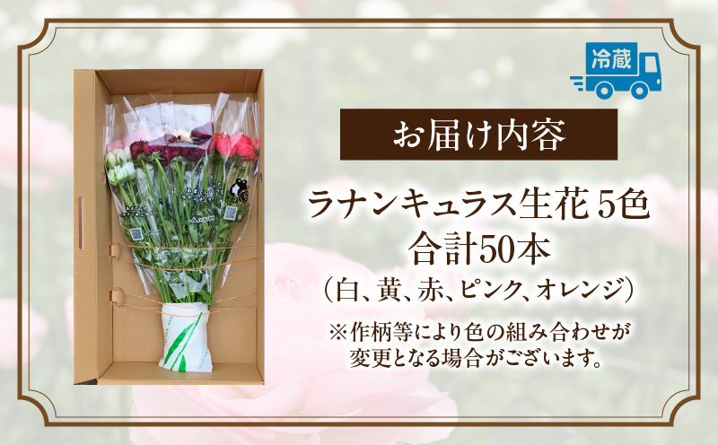 ラナンキュラス（2月限定）| あまてらすラナンキュラス 花 お花 フラワー 花弁 白 黄 赤 ピンク オレンジ 贈答 贈り物 ギフト プレゼント お祝い 内祝い 卒業祝い 退職祝い 記念日 結婚記念日 誕生日 節目 門出 花言葉 観賞 観賞用 植物 生け花 切り花 宮崎県 高千穂町 |_Tk004-052