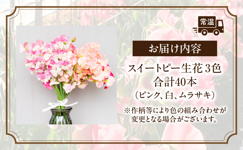 スイートピー（2月限定）| 卒業式 卒業祝い 入学式 入学祝い  成人式 成人祝 スイートピー 花  生花 花束 プレゼント 贈り物 贈答 ギフト お返し お祝い 内祝い 記念日 誕生日  結婚記念 退職祝い |_Tk004-053