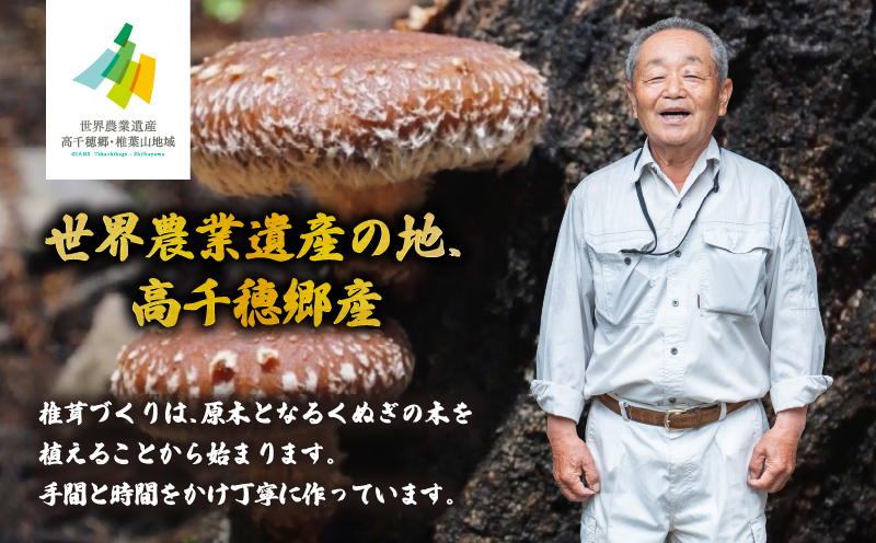 【6ヶ月定期便】乾燥しいたけ 240g（40g×6袋）×6回 1,440g | しいたけ 定期便 定期 定期的 国産 宮崎県産 原木 栽培 干し椎茸 原木椎茸 国産しいたけ 小分け 袋 小袋 普段使い 使い勝手 使い切り 肉厚 旨み 香り グルメ お取り寄せ 宮崎県 高千穂町 |_Tk004-t041