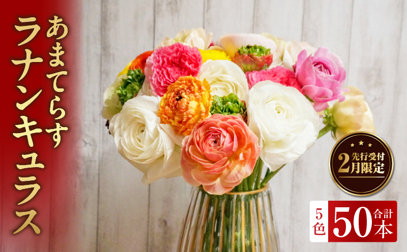 ラナンキュラス（2月限定）| あまてらすラナンキュラス 花 お花 フラワー 花弁 白 黄 赤 ピンク オレンジ 贈答 贈り物 ギフト プレゼント お祝い 内祝い 卒業祝い 退職祝い 記念日 結婚記念日 誕生日 節目 門出 花言葉 観賞 観賞用 植物 生け花 切り花 宮崎県 高千穂町 |_Tk004-052