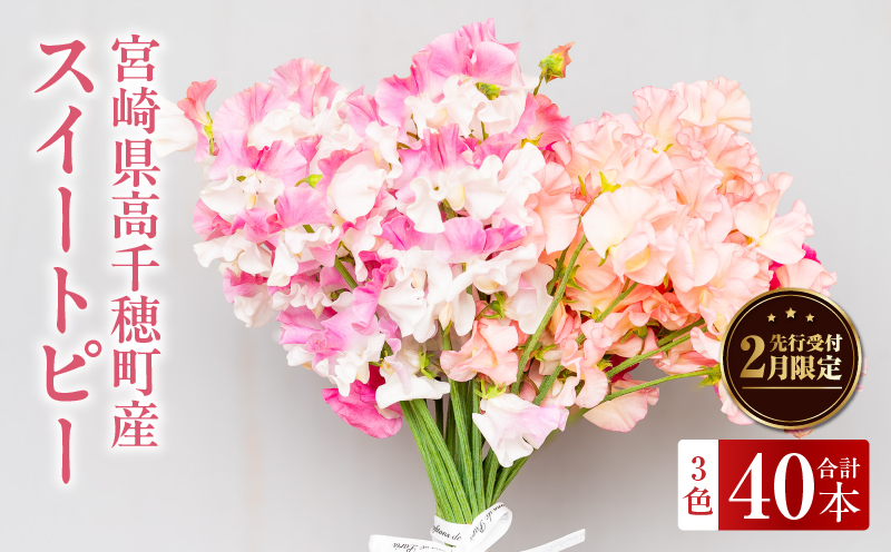 スイートピー（2月限定）| 卒業式 卒業祝い 入学式 入学祝い  成人式 成人祝 スイートピー 花  生花 花束 プレゼント 贈り物 贈答 ギフト お返し お祝い 内祝い 記念日 誕生日  結婚記念 退職祝い |_Tk004-053