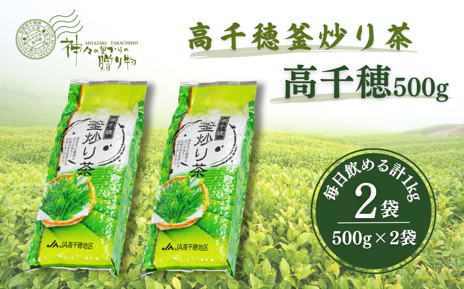 高千穂釜炒り茶（高千穂）500g×2本詰 厳選 緑茶 お茶 茶 緑茶 茶葉 釜炒り茶 2番茶 ドリンク 飲み物 ティータイム おもてなし おすそ分け お取り寄せ 宮崎県 高千穂町 _Tk004-056