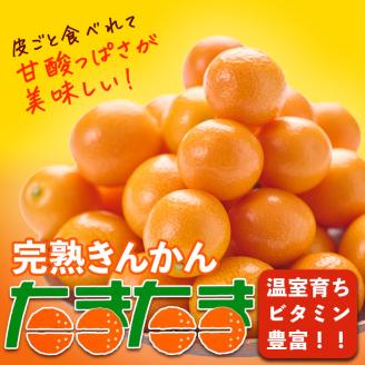 ＜先行予約受付中！2026年2月～3月中旬頃に発送＞完熟きんかん「たまたま」(約2kg・1kg×2箱)果物 フルーツ 金柑 柑橘 期間限定【NK010】【宮崎県農業協同組合　高千穂地区本部】