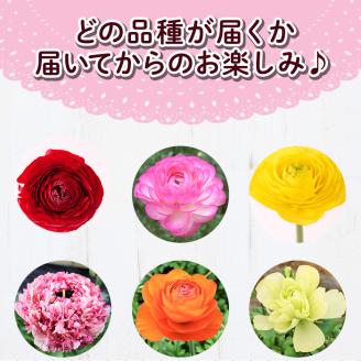 ＜先行予約受付中！2026年1月下旬～3月上旬頃に発送＞あまてらすラナンキュラス (50本)花 生花 フラワー 切り花 業務用 贈り物 期間限定【NK011】【宮崎県農業協同組合　高千穂地区本部】