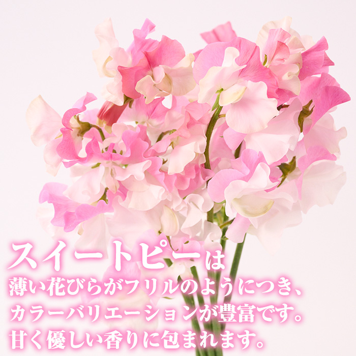 ＜期間限定＞優しい香りの3色ミックス スイートピー(合計40本)花 生花 フラワー 切り花 業務用 贈り物 期間限定【NK015】【宮崎県農業協同組合　高千穂地区本部】