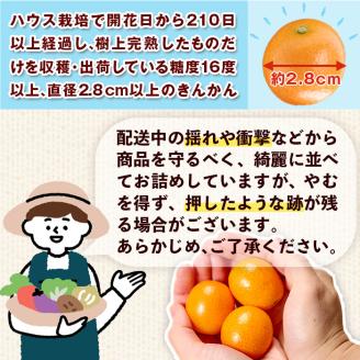 ＜先行予約受付中！2026年2月～3月中旬頃に発送＞完熟きんかん「たまたま」(約2kg・1kg×2箱)果物 フルーツ 金柑 柑橘 期間限定【NK010】【宮崎県農業協同組合　高千穂地区本部】