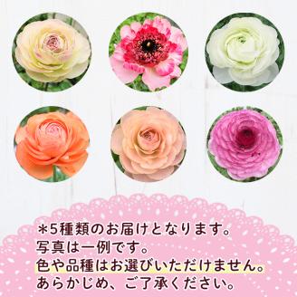 ＜先行予約受付中！2026年1月下旬～3月上旬頃に発送＞あまてらすラナンキュラス (50本)花 生花 フラワー 切り花 業務用 贈り物 期間限定【NK011】【宮崎県農業協同組合　高千穂地区本部】