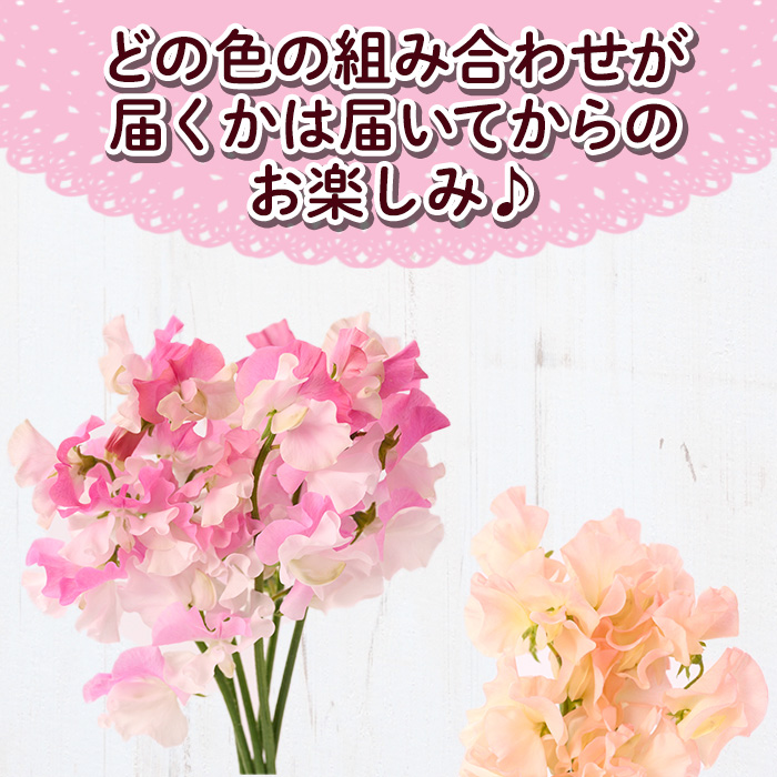 ＜期間限定＞優しい香りの3色ミックス スイートピー(合計40本)花 生花 フラワー 切り花 業務用 贈り物 期間限定【NK015】【宮崎県農業協同組合　高千穂地区本部】
