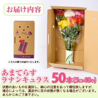 ＜先行予約受付中！2026年1月下旬～3月上旬頃に発送＞あまてらすラナンキュラス (50本)花 生花 フラワー 切り花 業務用 贈り物 期間限定【NK011】【宮崎県農業協同組合　高千穂地区本部】