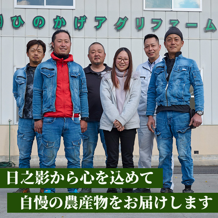 日之影町産 ヒノヒカリ 玄米珈琲(粉末計300g・1Pドリップパック×5包) セット デカフェ 珈琲 飲料 ドリンク カフェインレス【AF008】【株式会社ひのかげアグリファーム】