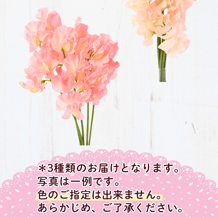 ＜期間限定＞優しい香りの3色ミックス スイートピー(合計40本)花 生花 フラワー 切り花 業務用 贈り物 期間限定【NK015】【宮崎県農業協同組合　高千穂地区本部】