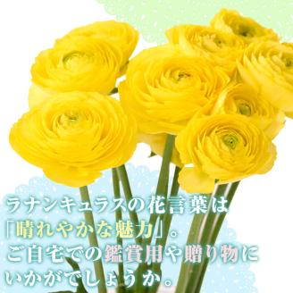 ＜先行予約受付中！2026年1月下旬～3月上旬頃に発送＞あまてらすラナンキュラス (50本)花 生花 フラワー 切り花 業務用 贈り物 期間限定【NK011】【宮崎県農業協同組合　高千穂地区本部】