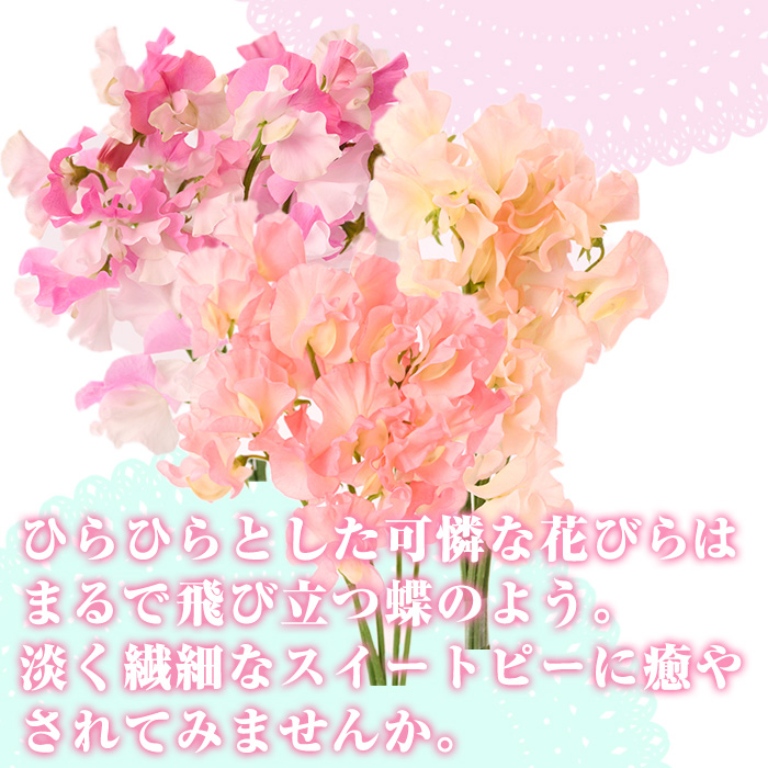 ＜期間限定＞優しい香りの3色ミックス スイートピー(合計40本)花 生花 フラワー 切り花 業務用 贈り物 期間限定【NK015】【宮崎県農業協同組合　高千穂地区本部】