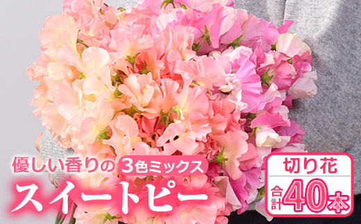 ＜期間限定＞優しい香りの3色ミックス スイートピー(合計40本)花 生花 フラワー 切り花 業務用 贈り物 期間限定【NK015】【宮崎県農業協同組合　高千穂地区本部】