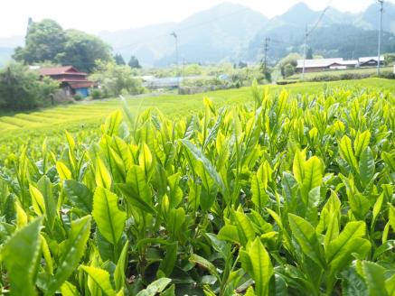 宮﨑茶房のお茶いろいろセット