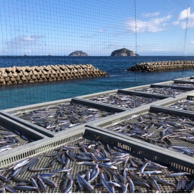 甑島のきびなご天日干し1kg(500g×2袋)【配送不可地域：離島】
