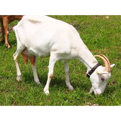 ヤギミルクアイス6個セット(鹿児島県)【配送不可地域：離島】