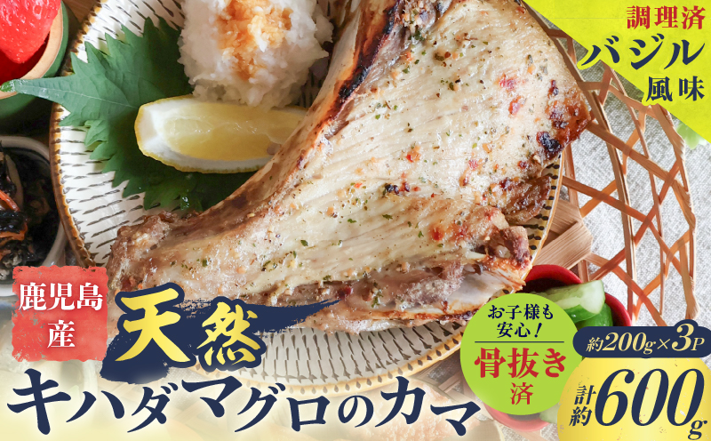鹿児島産 天然 キハダマグロのカマ約200g×3P 調理済 （バジル風味）　K100-012_01