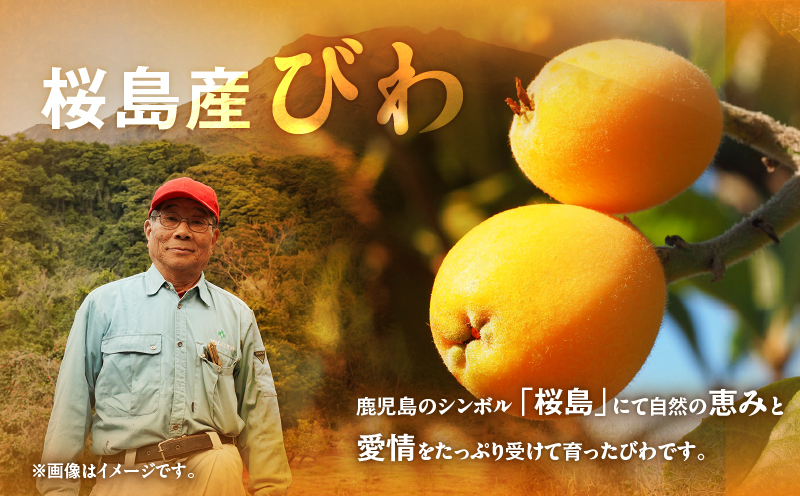 旬の朝採り！ 鹿児島 桜島産びわ 1箱（秀品）　K343-001