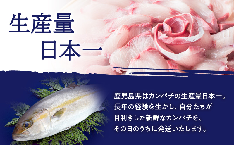 鹿児島県産カンパチ 約3.5kg 三枚卸（フィーレ） 活〆※真空包装　K294-003_02