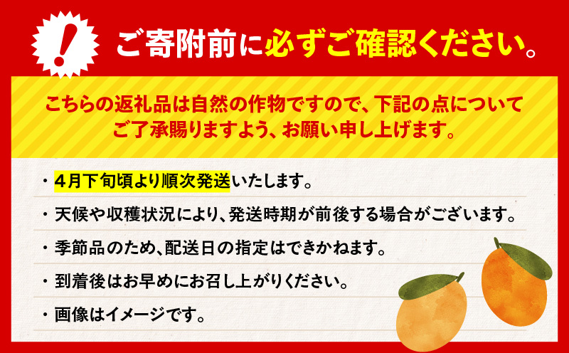 旬の朝採り！ 鹿児島 桜島産びわ 3箱（訳あり品）　K343-002_03