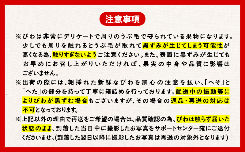 旬の朝採り！ 鹿児島 桜島産びわ 1箱（秀品）　K343-001