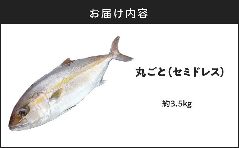 鹿児島県産カンパチ 約3.5kg 一本丸ごと（セミドレス）活〆　K294-003_01