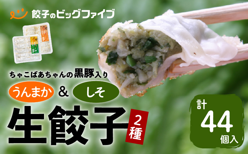 ちゃこばあちゃんの黒豚入りうんまか・しそ生餃子　計44個入り　K027-004