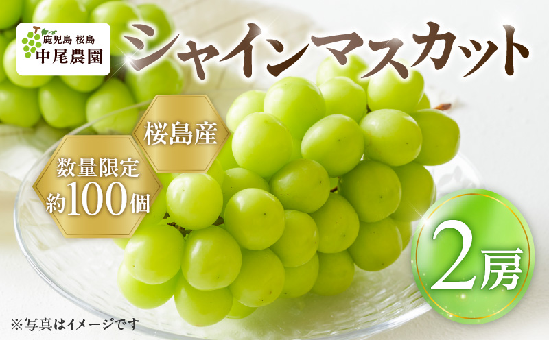 【2025年先行予約】【桜島産】シャインマスカット 2房　K261-001_02