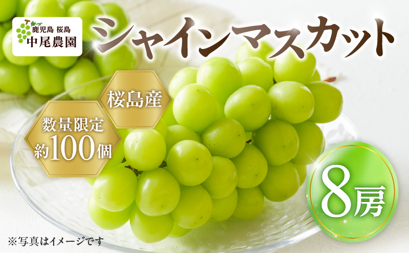 【2025年先行予約】【桜島産】シャインマスカット 8房　K261-001_05