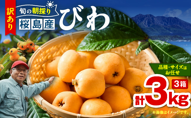 旬の朝採り！ 鹿児島 桜島産びわ 3箱（訳あり品）　K343-002_03