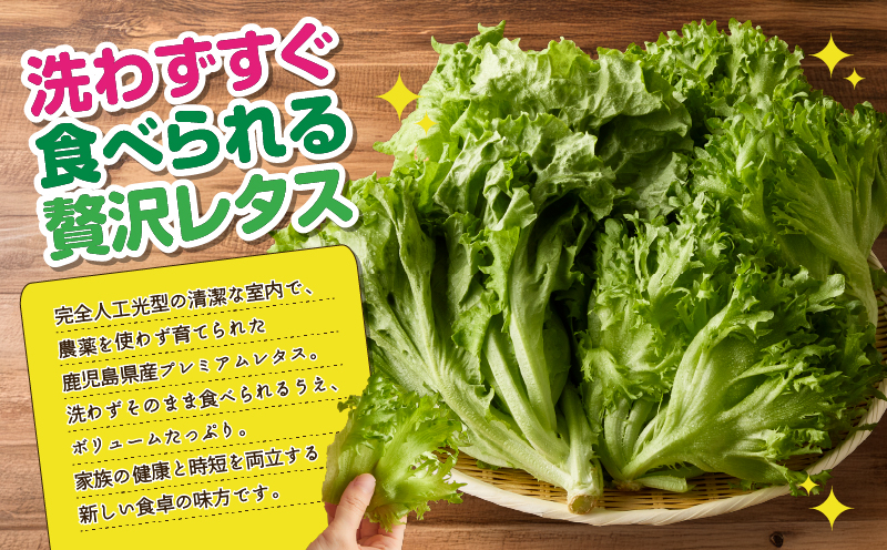 1628-2 【全12回定期便】洗わずに食べられる プレミアム水耕栽培レタスセット（計5袋）　KN064-T03