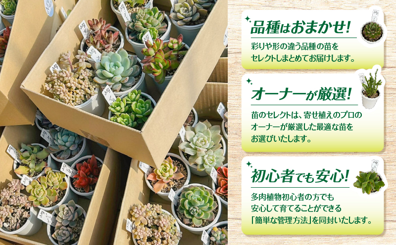 おまかせ多肉植物アソート【6種】　KN169-002-02
