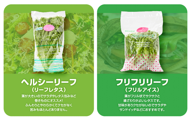 1625-2 【全2回定期便】洗わずに食べられる プレミアム水耕栽培レタスセット（計5袋）　KN064-T01