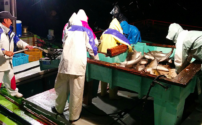 2141 【全3回定期便/毎月お届け】かのやカンパチ フィーレ半身（お刺身10～15人前） 800g　KN001-T01