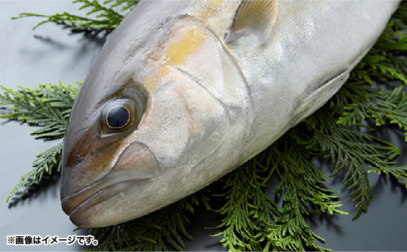 2154 【全3回定期便/毎月お届け】かのやカンパチ スキンレスロイン（カマ入） 計700g　KN001-T02