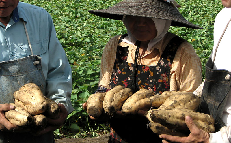 2768 芋焼酎 一升瓶 6本 『小鹿（芋）』 小鹿酒造　KN021-011-02