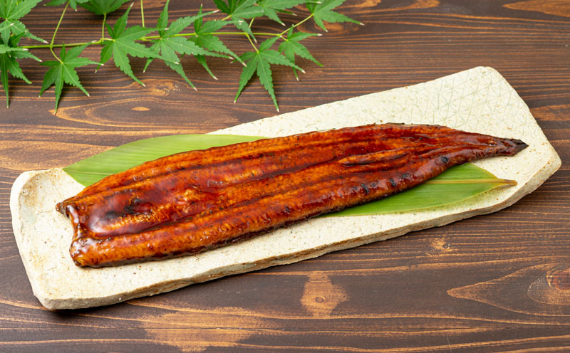 鹿児島産 超特大うなぎ蒲焼240g×2尾　KN021-042-02