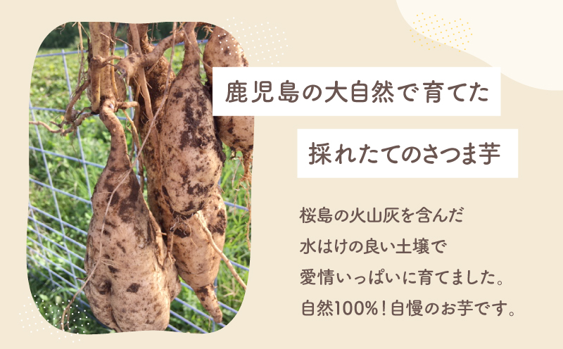 おいもや 塩けんぴ（160g）　KN091-006-03