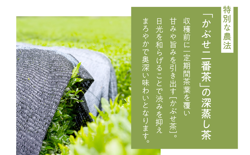 ホッとするね いつものお茶 500g（100g×5本）　KN162-002-03