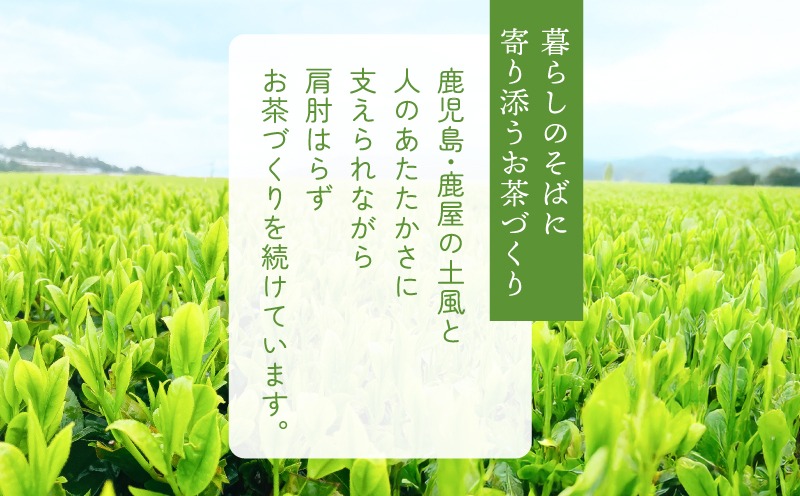 お茶農家の水出し緑茶ティーバッグ（1番茶使用 500ml対応）　KN166-002-01