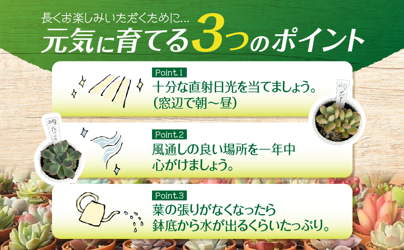 おまかせ多肉植物アソート【3種】　KN169-002-01