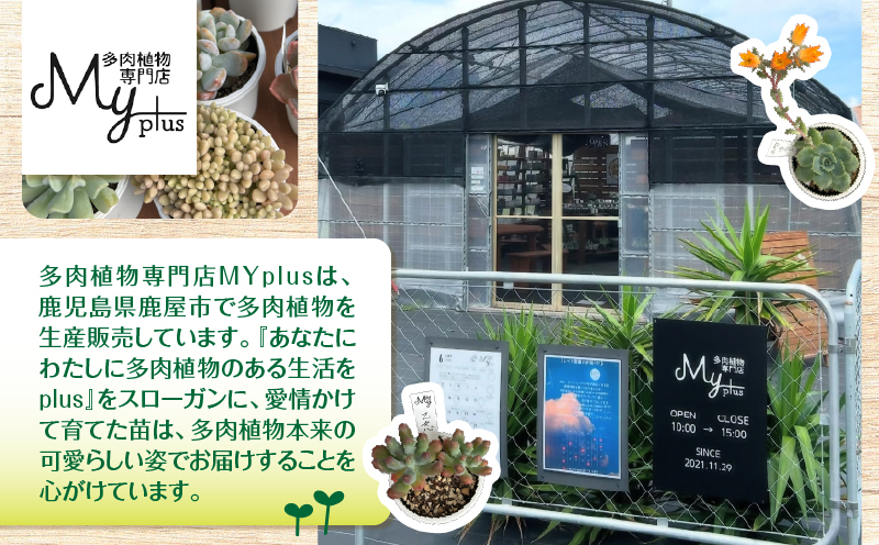 おまかせ多肉植物アソート【3種】　KN169-002-01