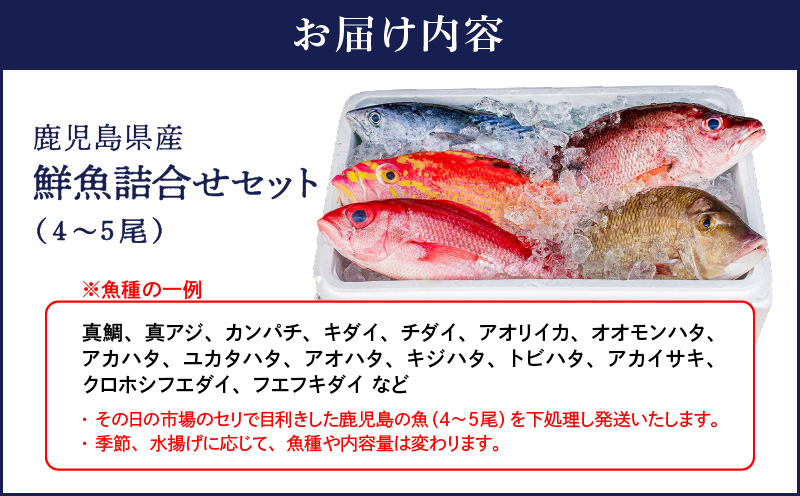 2531 鹿児島県産鮮魚詰合せセット（4～5尾）　KN025-004-02