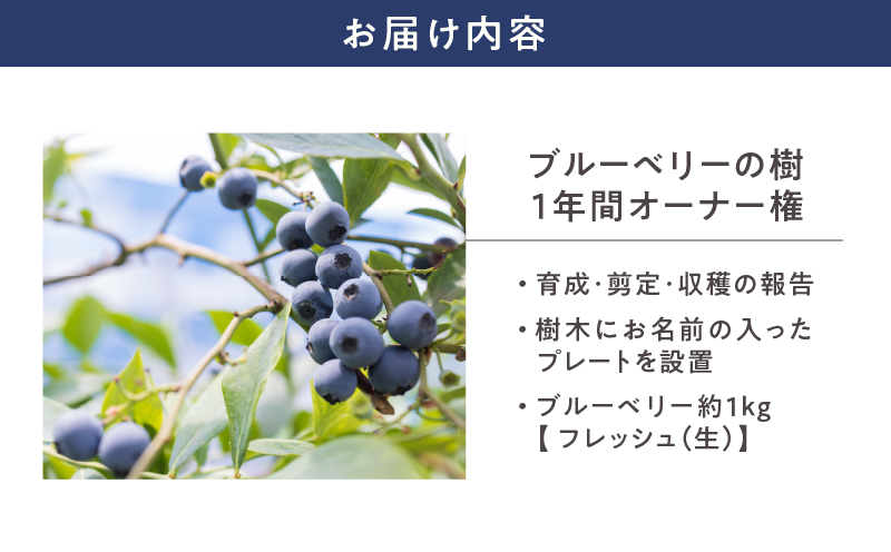 2855 鹿児島県鹿屋市 無農薬ブルーベリーの樹1年間オーナー権（50本限定）　KN026-016