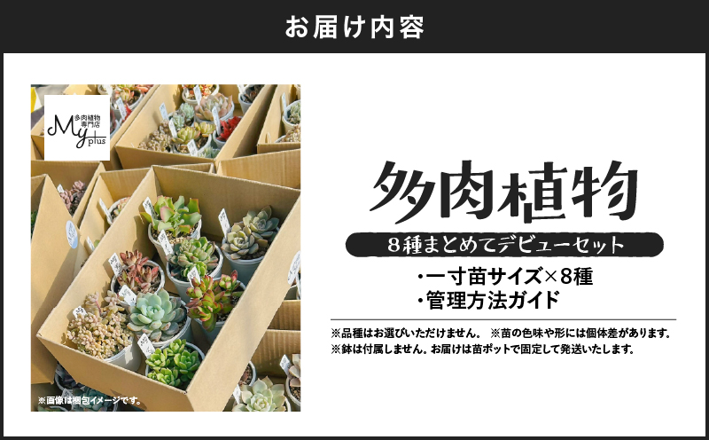 多肉植物デビューセット　KN169-001