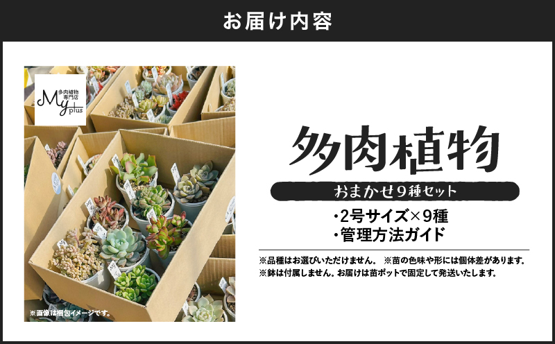 おまかせ多肉植物アソート【9種】　KN169-002-03