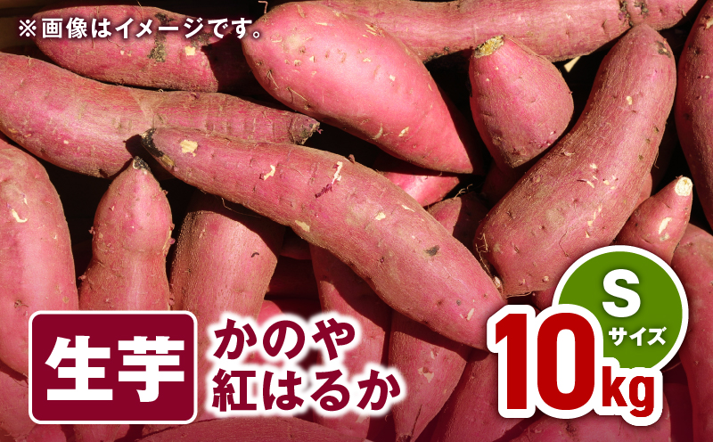 1672 かのや紅はるか 生芋Sサイズ 10kg　KN011-001