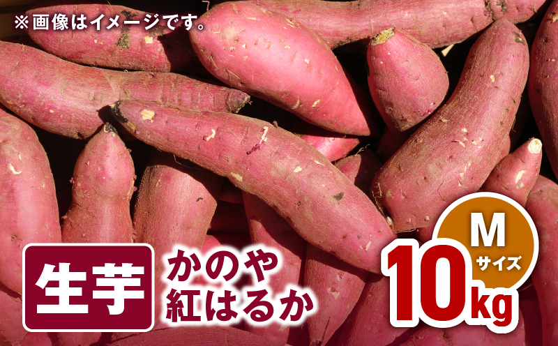 1674 かのや紅はるか 生芋Mサイズ 10kg　KN011-002-02